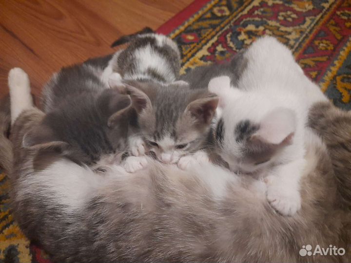 Котята в добрые руки бесплатно