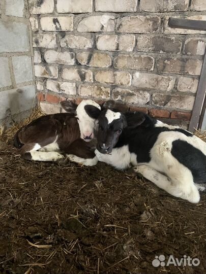 Продам телят