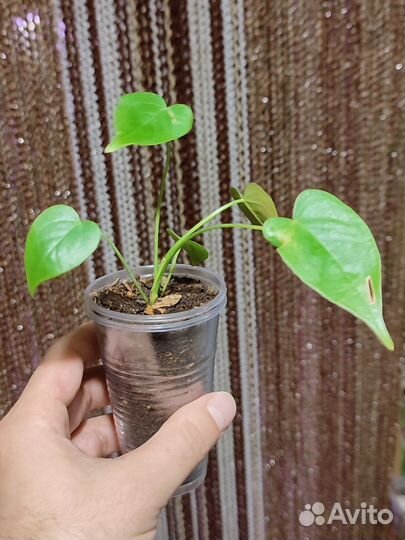 Антуриум и Спатифиллум