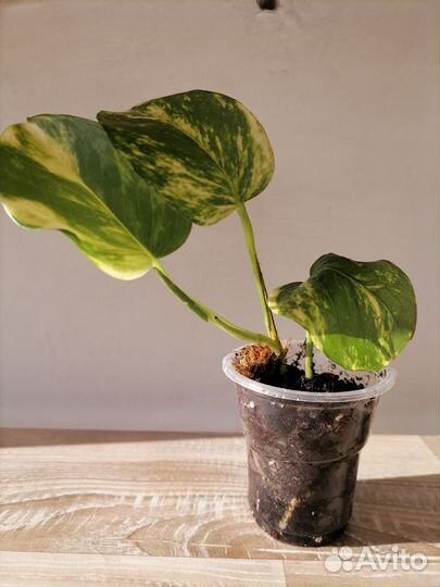 Сциндапсус, миканс