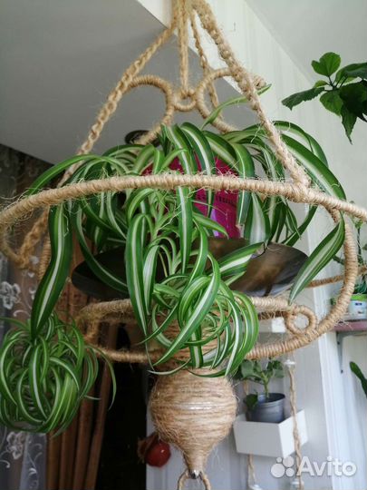 Кактус молочай и др. комнатные цветы