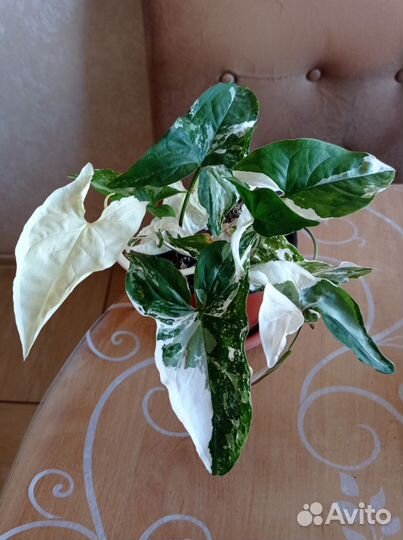 Пеларгонии, сингониумы