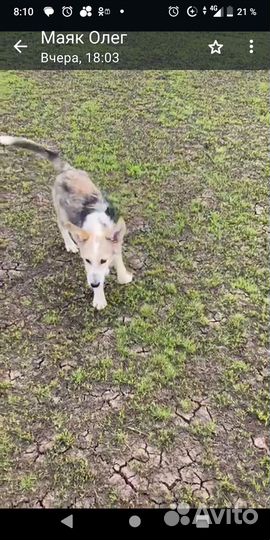 Щенки подростки пришлю видео