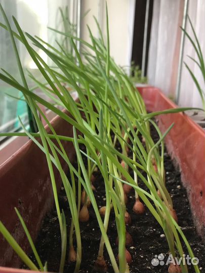 Свежая зелень, свежий укроп, лук, микрозелень