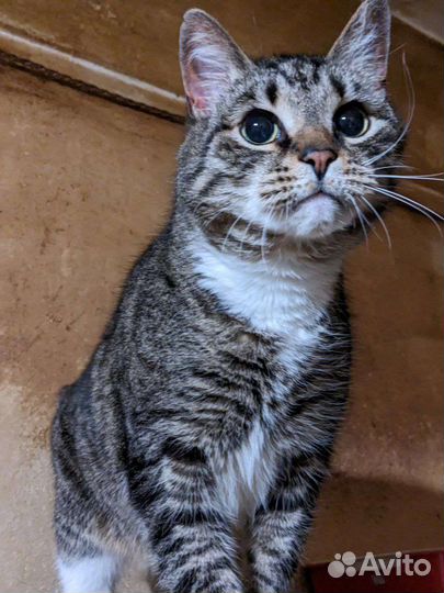 Отдам кота в добрые руки