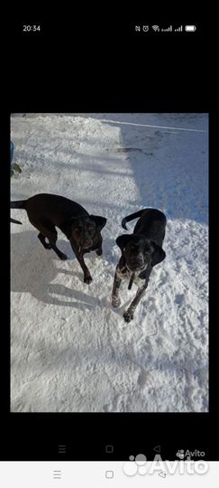 Собака , черная, отдам в хорошие руки