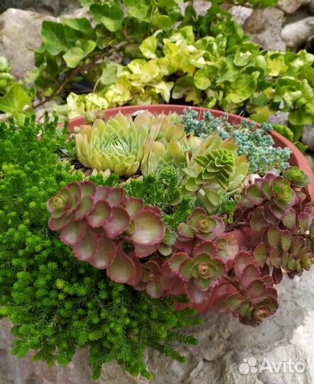 Туи декоративные и много разной красоты