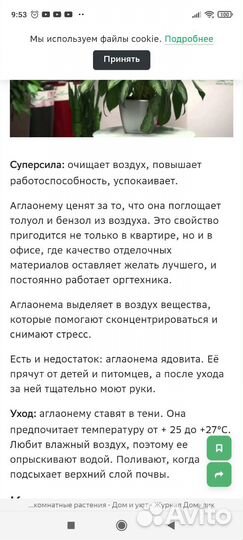 Аглаонема