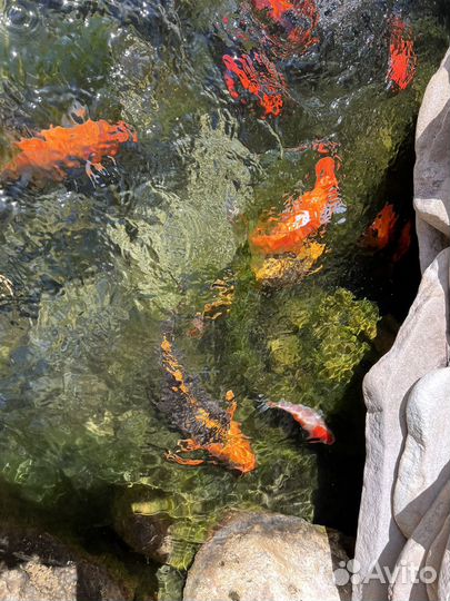 Золотая рыбка