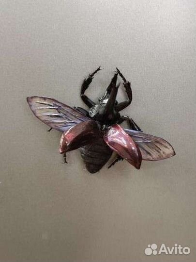 Жук-носорог ручной работы