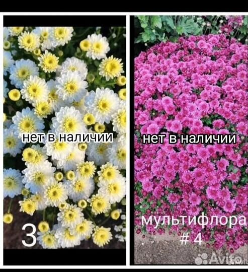 Хризантема мультифлора 15 сортов