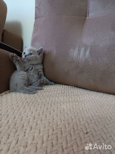 Британские котята