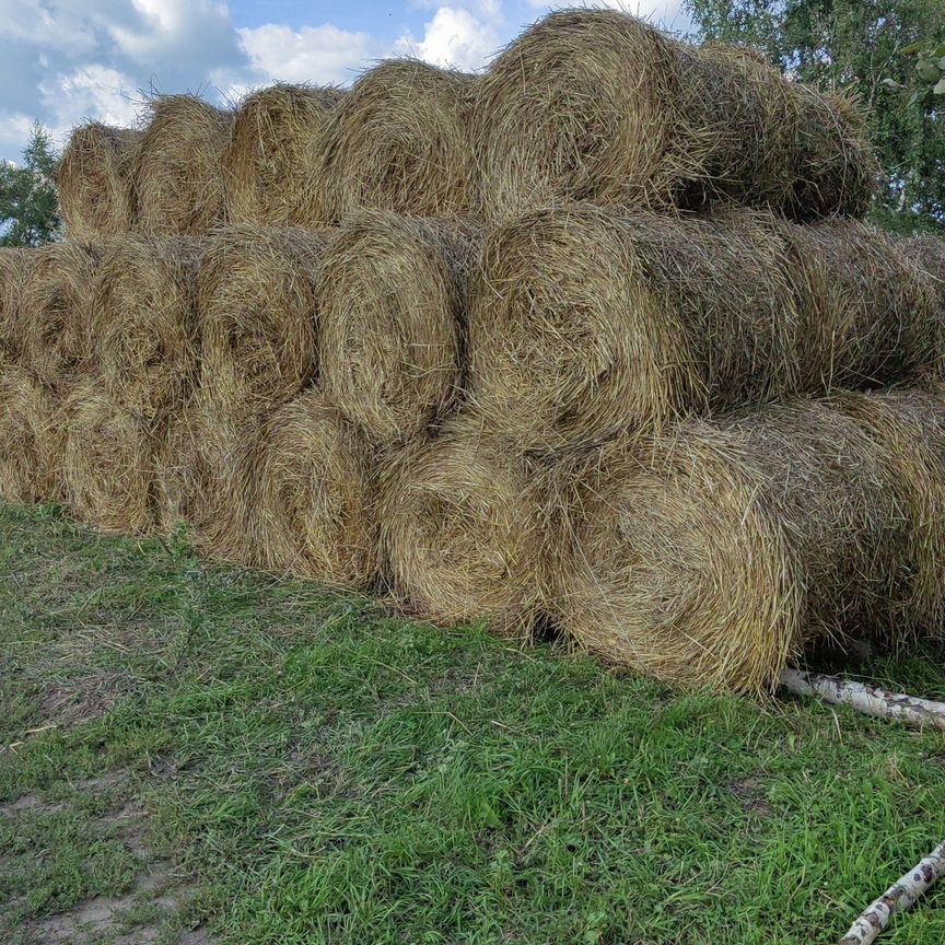 Сено солома в рулонах