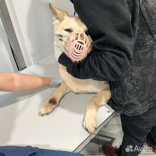 Балта может остаться без лапы