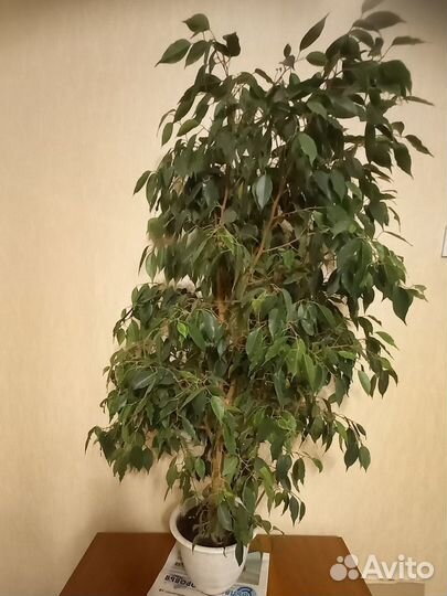 Фикус бенджамина большой