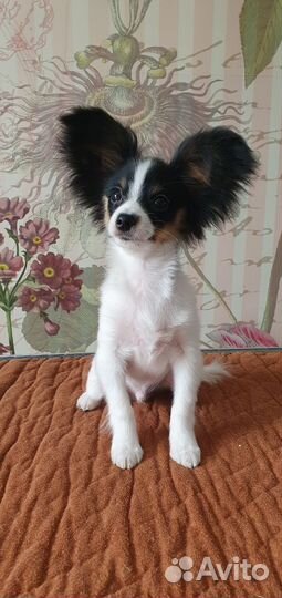 Щенки папийона