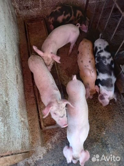 Поросята ландрас