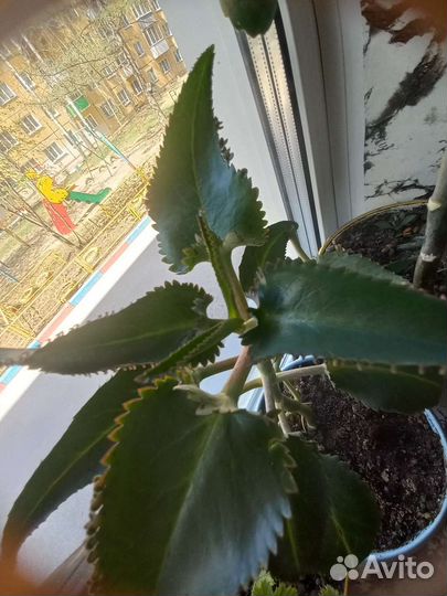 Каланхоэ дегремона