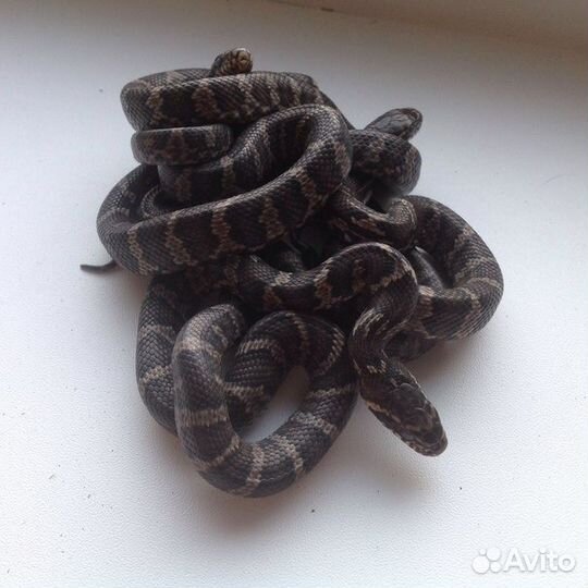 Полоз Амурский