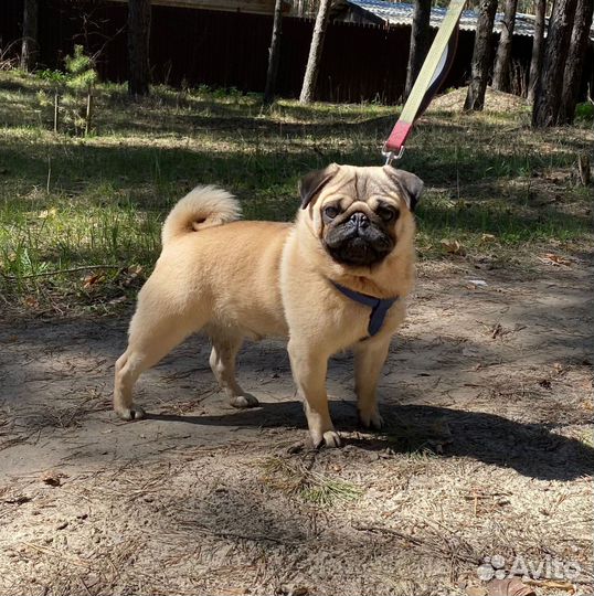 Щенки мопса