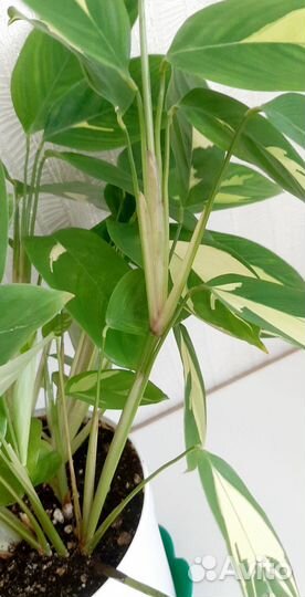 Комнатные цветы