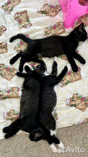 Котята в дар бесплатно