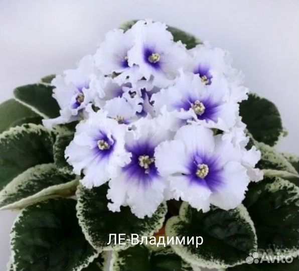 Фиалки сортовые. Набор 5 шт. Крупные детки