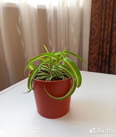 Хлорофитум кудрявый бонни