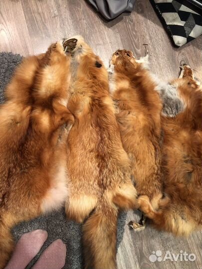 Шкуры лисы