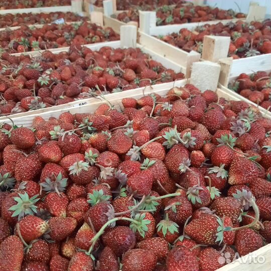 Клубника из Киргизии