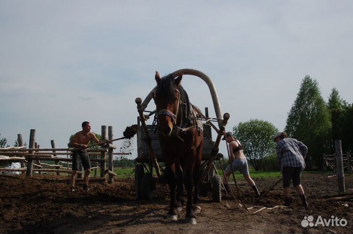 Навоз лошадиный в мешках