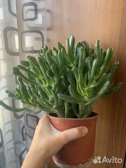 Толстянка хоббит