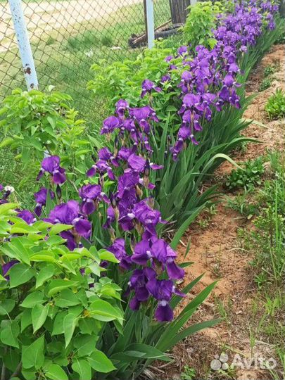 Ирисы