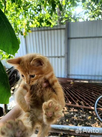 Котята в добрые руки бесплатно