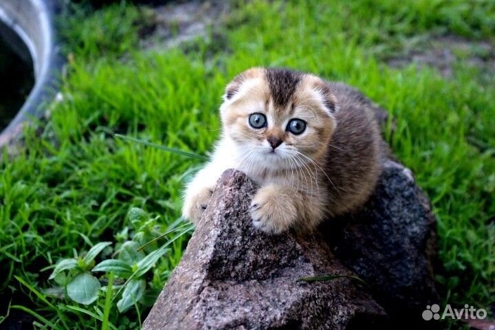 Вязка, кот Шотландский