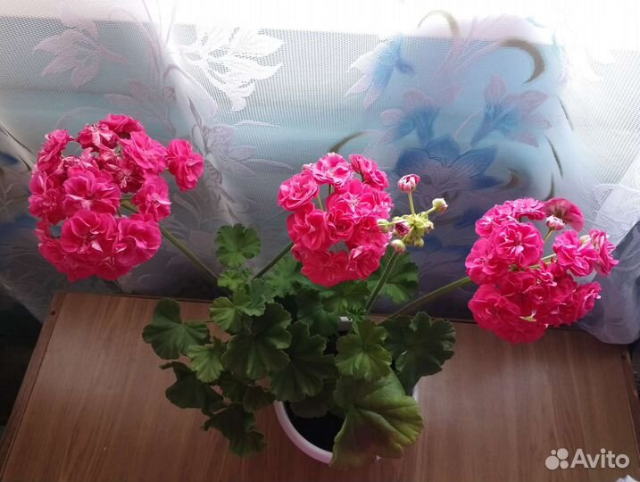 Пеларгония герань сортовая