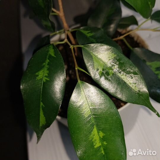 Фикус Денилайт