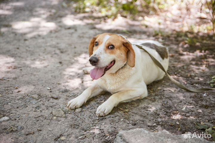 Крутой пес Филипп ищет дом