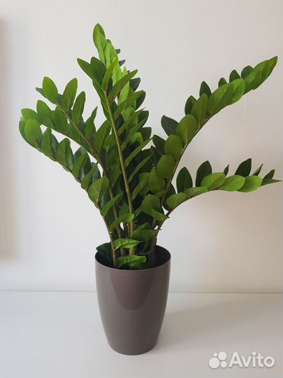 Искусственные цветы в горшке.Орхидея Замиокулькас