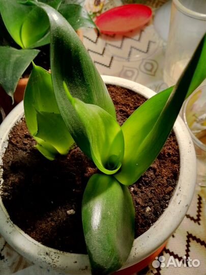 Сансевиерии сортовые