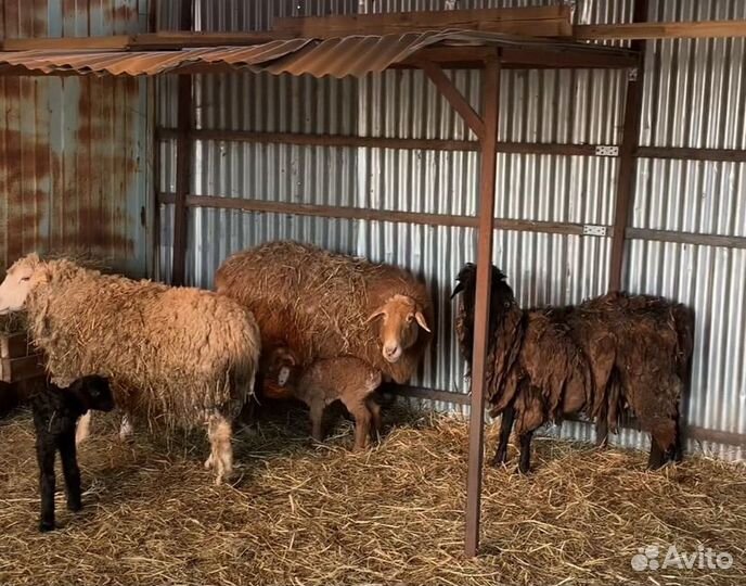 Бараны и овцы