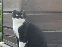 Шотландская вислоухая кошка найдена (потеряна)