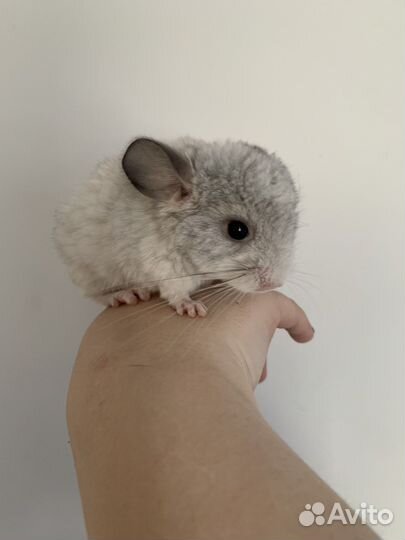 Шиншилла белая
