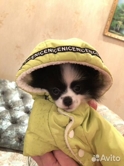 Комбинезон для собаки