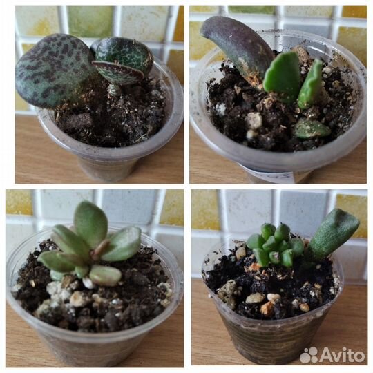 Адромискусы