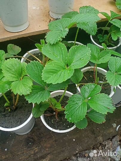 Клубника и Мелисса на рассаду