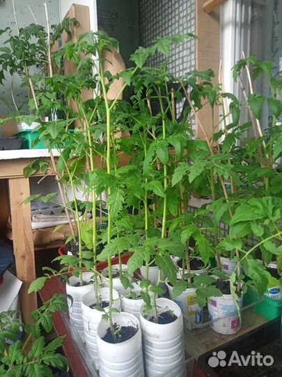 Рассада томатов и перцев