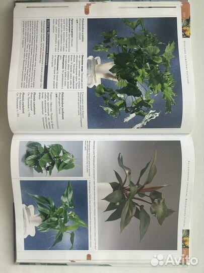 Энциклопедия комнатных растений