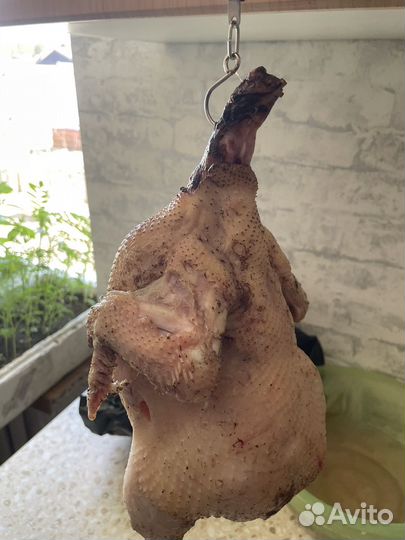 Цыплята на мясо