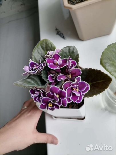 Домашние цветы